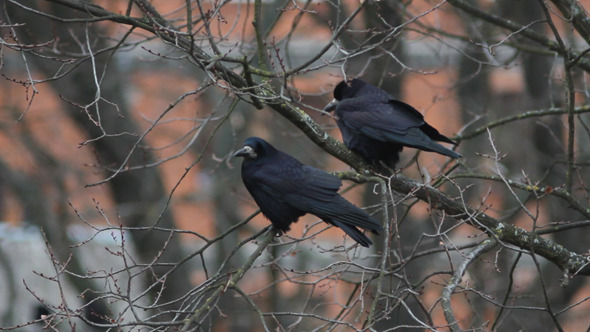 Ravens On Tree