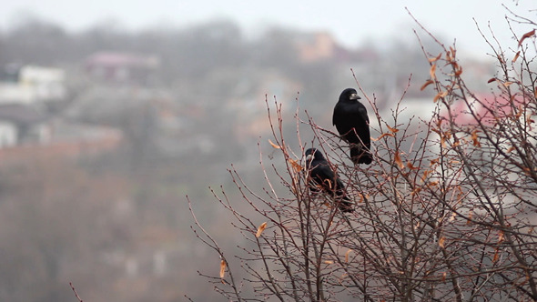 Ravens On Tree 
