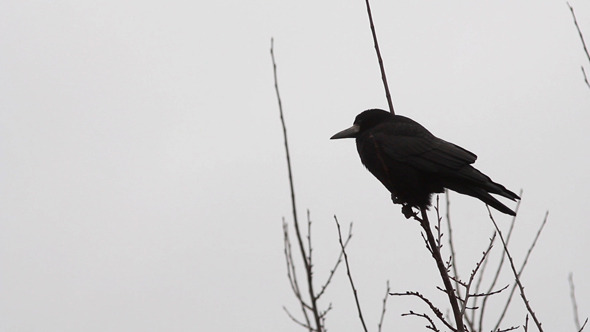 Ravens On Tree 2