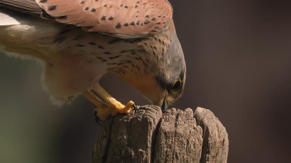 Close up view of male European kestrel bird peeling off a mice. Slow motion alt