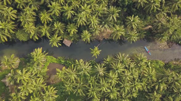 Aerial View of a River Sorrounded with Vast of Palm Trees, Tropical Foliage. alt
