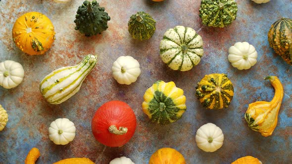 Colorful Mini Pumpkins on Rusty Background