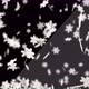 Falling 3D Snowflakes In 4K - VideoHive Item for Sale