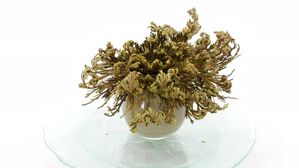 Time-lapse of opening Rose of Jericho (Resurrection Plant) alt