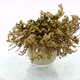 Time-lapse of opening Rose of Jericho (Resurrection Plant) - VideoHive Item for Sale