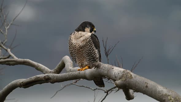 Peregrine Falcon Video Clip alt