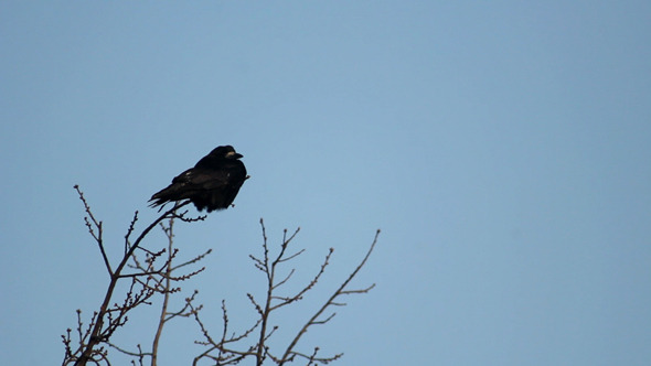 Ravens On Tree 3