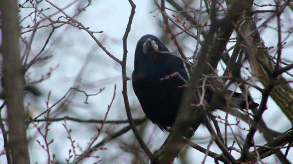 Ravens On Tree 4