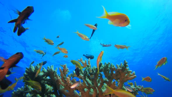 Marine Coral Colorful Garden alt