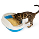 4 month old Bengal kitten goes to the toilet in plastic litter box. - PhotoDune Item for Sale
