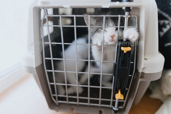 Cute little kitten trapped in carrier box. Sad kitty cry in transportation cage. Vet clinic checkup