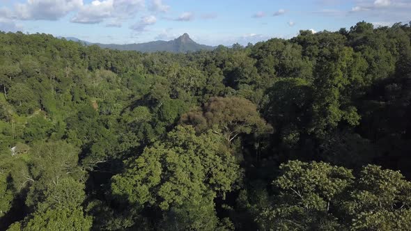 Aerial Shot of Mixed Forest in the North of Thailand