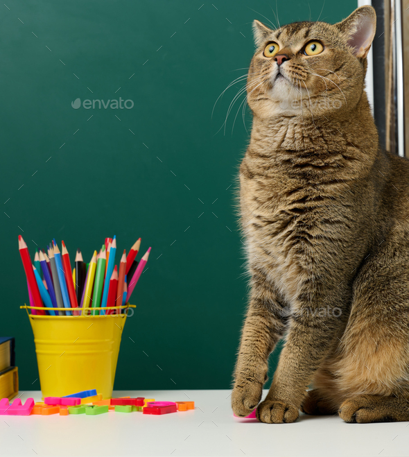 Adult straight Scottish gray cat sits on the background of a green school board. Back to school