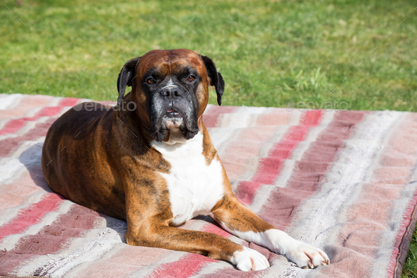 Big Old Boxer laying outside on a blanket