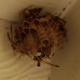 Wasps On Nest - VideoHive Item for Sale
