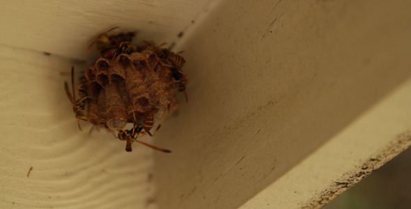 Wasps On Nest