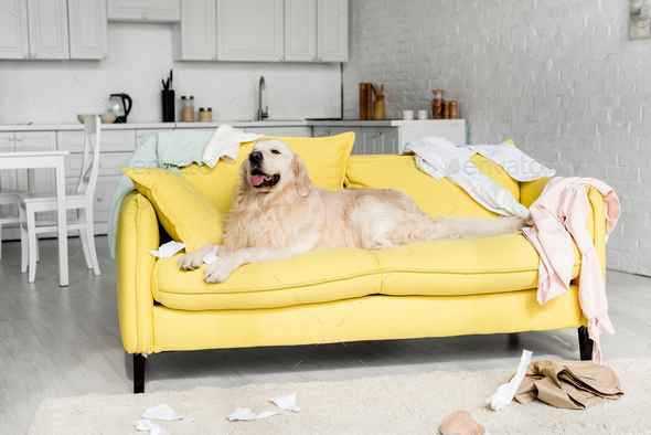 cute golden retriever in lying on bright yellow sofa in messy apartment