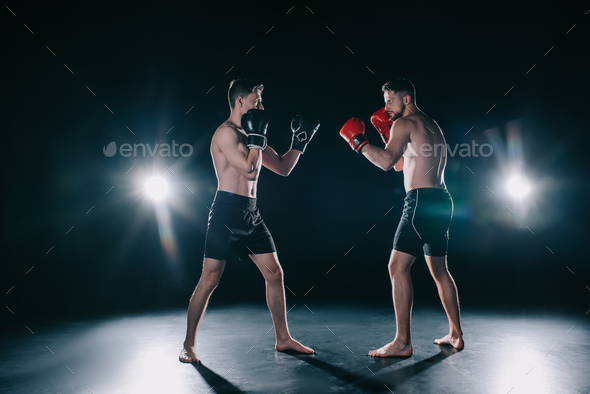 strong muscular boxers in boxing gloves in stance looking at each other ...