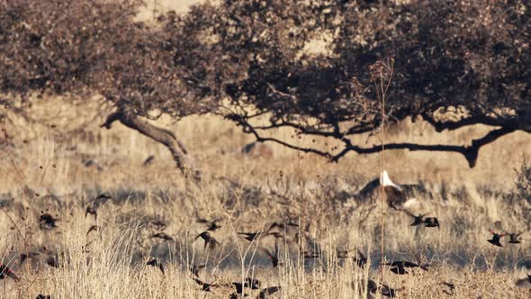 Red-winged blackbirds flying low through field in flock alt