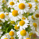 Chamomile flower field. Camomile in the nature. - PhotoDune Item for Sale