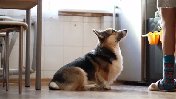 Woman Dog Owner Asks Her Welsh Corgi Dog to Give Her a Paw Dog Does What She Says and Receive Yammy alt