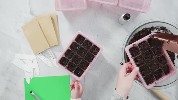 Flat lay. Planting seeds in seed propagator with soil. alt