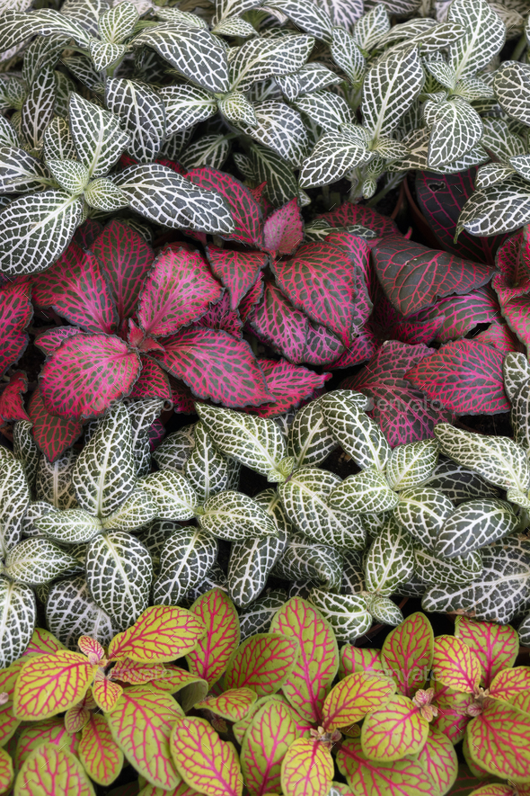 Variation of colorful Fittonia plants full frame Stock Photo by ...