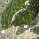 Leaves in the Rain - VideoHive Item for Sale