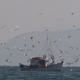 Fishing Boat with Seagulls - VideoHive Item for Sale