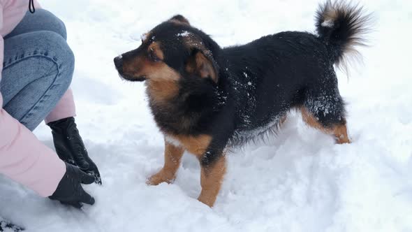 Dog Walks Through the Snow alt