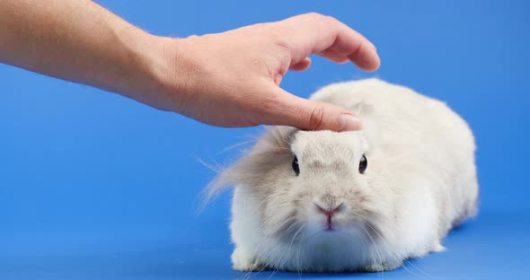 Decorative Domestic Rabbit Sits on a Blue Background. Adorable Little Bunny Looks Around alt