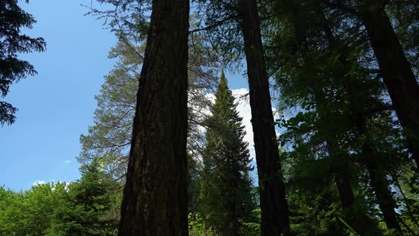 Have a walk in the forest alt