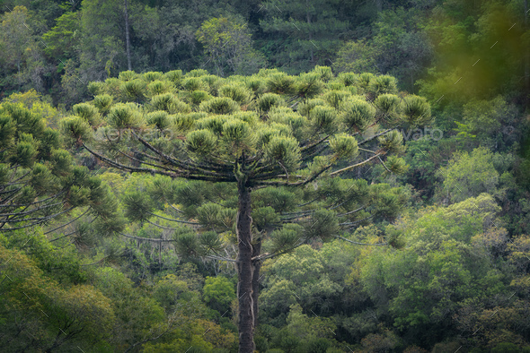 Parana Pine or Brazilian Pine - Araucaria Tree (Araucaria angustifolia) - Stock Photo - Images