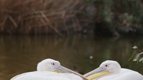 White Pelicans Near The Lake alt