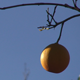 Orange on a Branch - VideoHive Item for Sale