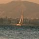 Sailboat Travels in front of a City - VideoHive Item for Sale