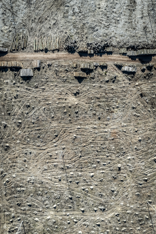 Aerial view of terrible deforestation. harvesting a forest, Poland ...