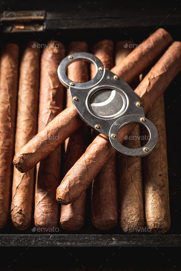 Cuban and expensive cigar on humidor with metal cutterr. Stock Photo by