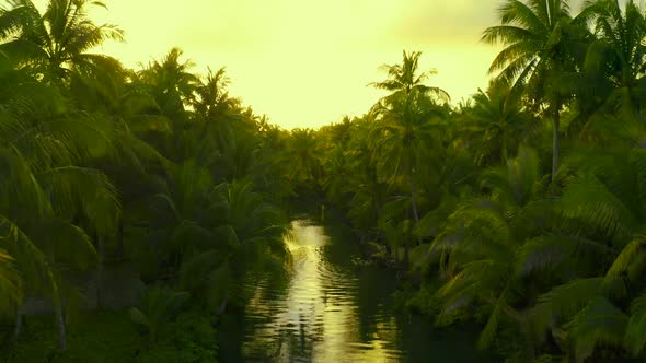 Palm Tree Jungle in the Philippines. Concept About Wanderlust Tropical Travels alt