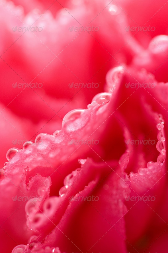 macro of pink carnation flower with water droplets (shallow focu - Stock Photo - Images