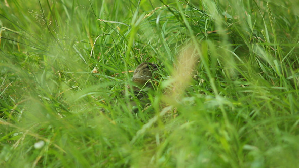 Bird In Grass