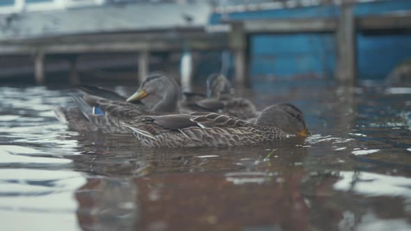 Three mallard ducks in water feeding and preening feathers. CLOSE UP, SLOW MOTION alt