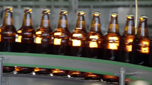 Filled Beer Bottles Are Transporting on Conveyor Belt in Bottling Workshop