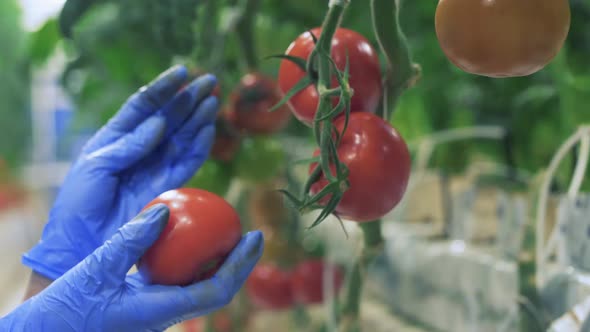 Person Collects Tomatoes From Branches While Working in Greenhouse alt