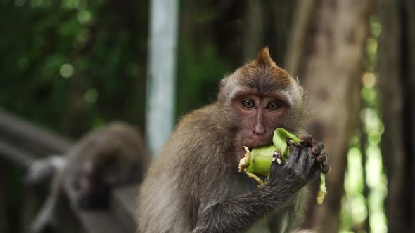Portrait of a Long Tailed Balinese Monkey Sitting on a Ground and Eating Fresh Corn in a Natural