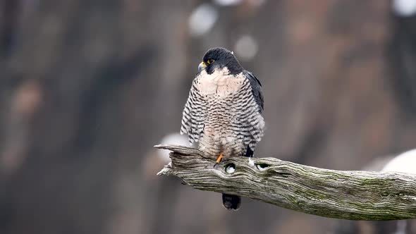 Peregrine Falcon on a Snowy Day Video Clip 