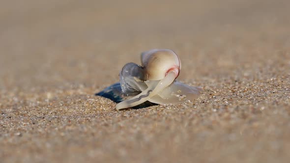 Plough Snail Predating On A Blue Bottle  alt