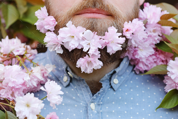 Skin care and hair care concept. Bearded male face peeking out of bloom of sakura. Hipster