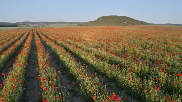 Field of Poppies at Sunse