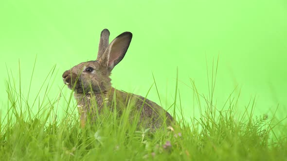 Sweet adorable cute brown furry and fuzzy domestic rabbit, hare, jackrabbit, with tall ears sitting alt